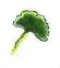 Ginkgo.jpg